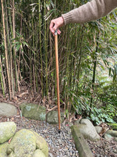 Person holding a walking stick in front of bamboo plants