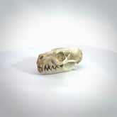 This is a hand carved deer antler cat skull pendant. It is made from deer antler, bone. This is a large sized necklace and is a very unique, one only, pendant that is a collectors piece. Hand carved deer antler cat skull necklace for men and women.