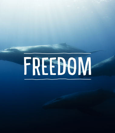 Freedom