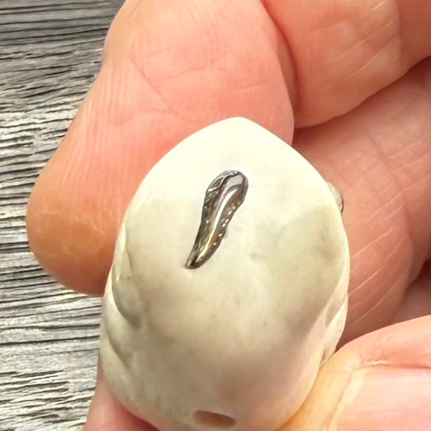 Hand carved meditating frog with slug on its head, made from Deer antler and black mother of pearl. Hand made by master bone carver Fumio Noguchi. Spectacular collectable work of art to display. One only, delivered to you at no extra cost with express courier.