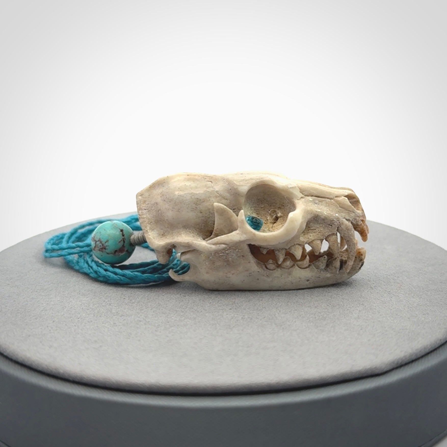 This is a hand carved deer antler cat skull pendant. It is made from deer antler, bone. This is a large sized necklace and is a very unique, one only, pendant that is a collectors piece. Hand carved deer antler cat skull necklace for men and women.