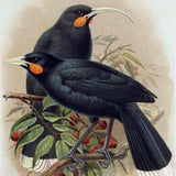 Drawings of the now extinct Huia bird.
