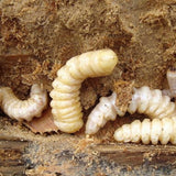 A photo of a group of huhu grubs