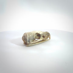 This is a hand carved deer antler bird skull pendant. It is made from deer antler, bone. This is a large sized necklace and is a very unique, one only, pendant that is a collectors piece. Hand carved deer antler bird skull necklace for men and women.