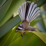 Photo of a New Zealand fantail bird - called a Piwakawaka.