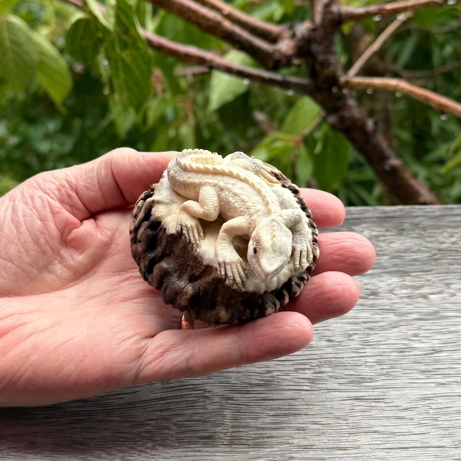 Hand carved Tuatara Sculpture carving made from Deer antler crown. Hand made by master bone carver Fumio Noguchi. Spectacular collectable work of art to display. One only, delivered to you at no extra cost with express courier.