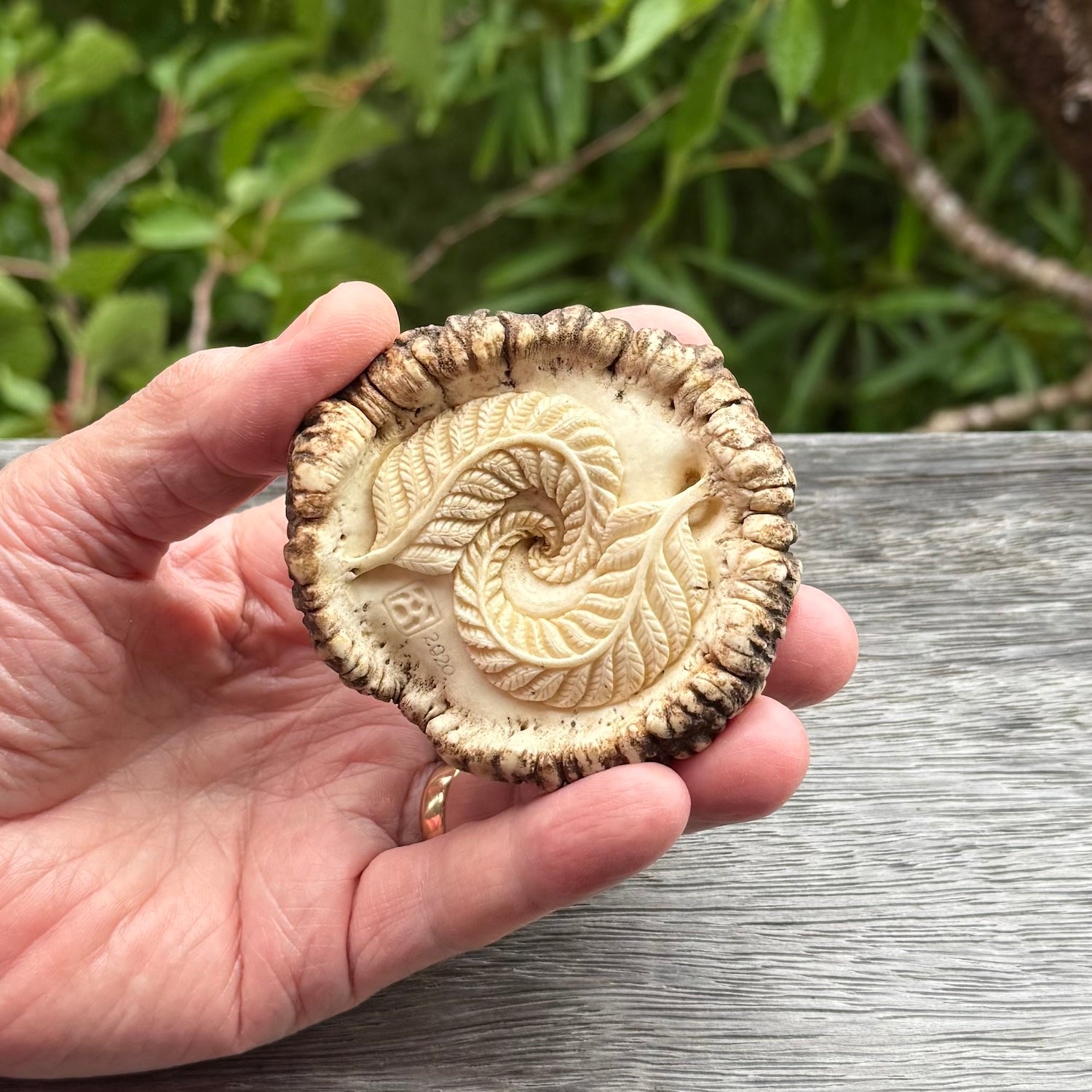 Hand carved Tuatara Sculpture carving made from Deer antler crown. Hand made by master bone carver Fumio Noguchi. Spectacular collectable work of art to display. One only, delivered to you at no extra cost with express courier.