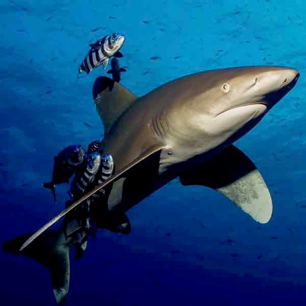 Whitetip shark in its natural environment.