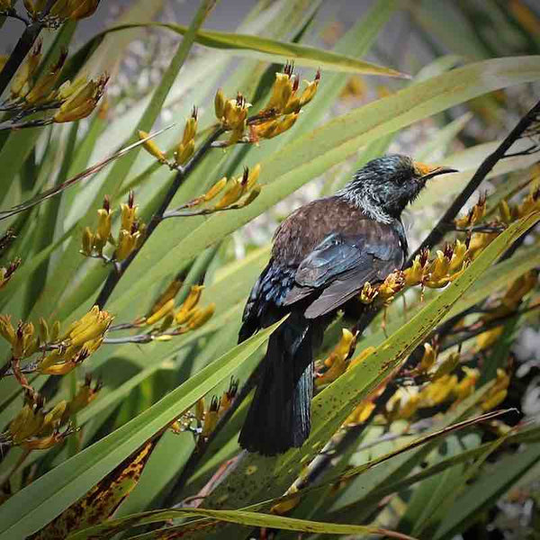 This photo shows a Tui sitting in flax surrounded by flax flowers which are called harakeke here in New Zealand.
