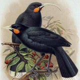 Drawings of the now extinct Huia bird.  Edit alt text