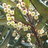 The native New Zealand Hinau Flower