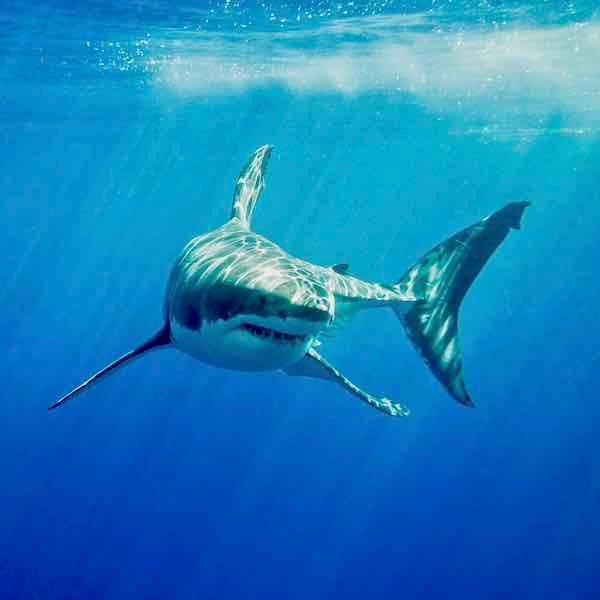Whitetip shark in its natural environment.