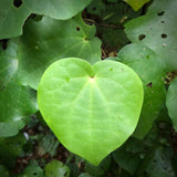 This picture shows a kawakawa leaf. This is the inspiration for the earrings that Josey Coyle carved for us.